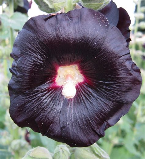 What Is A Flower Plug