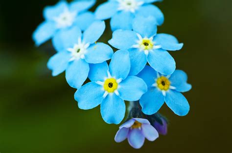 what is a forget me not