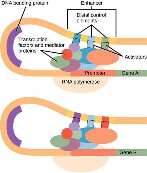 what is a gene enhancer