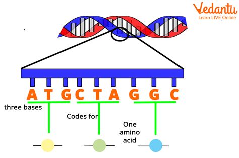 what is a genetic code simple definition