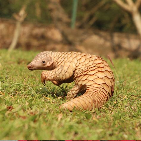 what is a giant pangolin