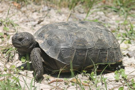 What Is A Gopher Tortoise