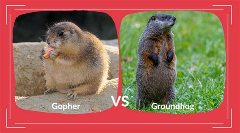 What Is A Gopher Vs Groundhog