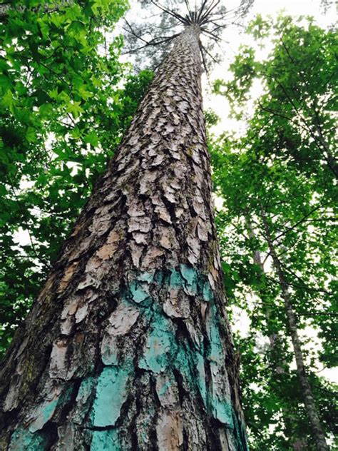What Is A Gopher Wood Tree