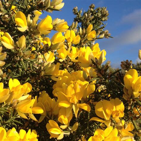 What Is A Gorse