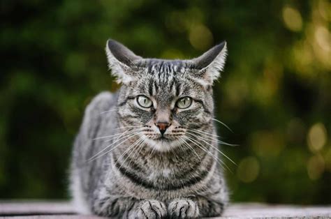 what is a gray striped cat called