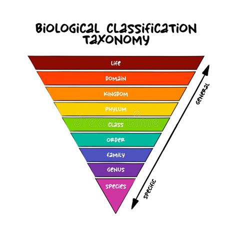 What Is A Group Of Classification