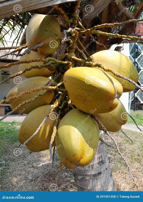 What Is A Group Of Coconuts Called