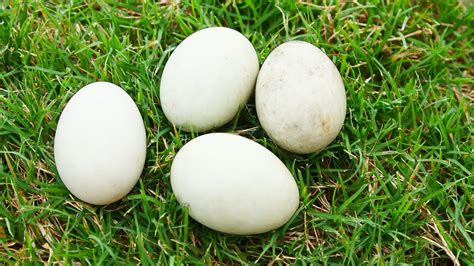 What Is A Group Of Duck Eggs Called