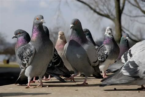 What is a Group of Pigeons Called & Why? (Murder Background)