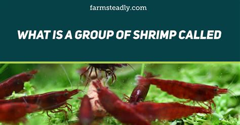 what is a group of shrimp called