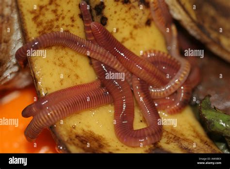 the three major groups of worms Nematode Animal Anatomy Free 30
