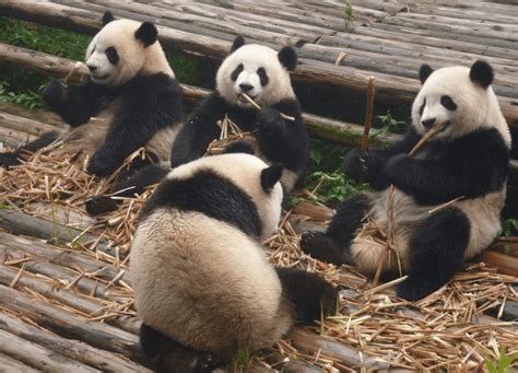 What Is A Groups Of Pandas Called