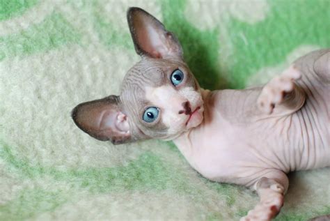 Free What Is A Hairless Cat Called For Bridesmaids