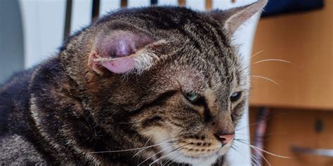 What Is A Hematoma In A Cat's Ear