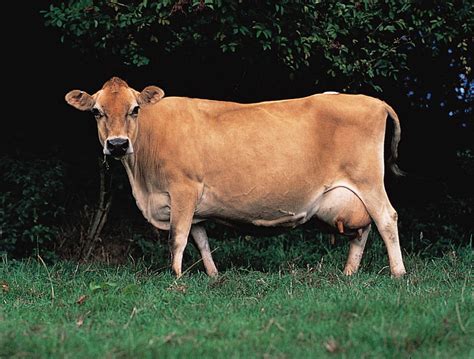 what is a jersey cow