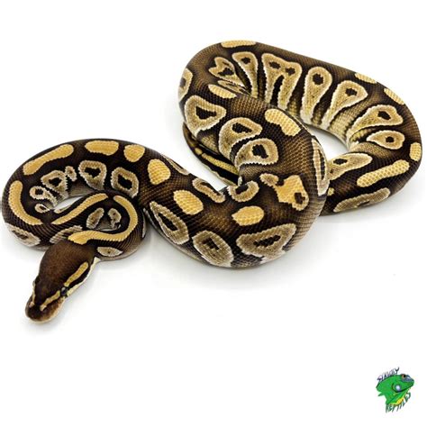 What Is A Juvenile Ball Python