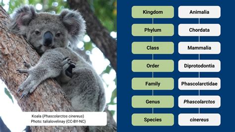 What Is A Koala Bear Classification