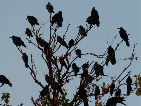 what is a large number of crows called