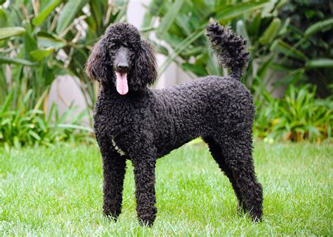 what is a large poodle called
