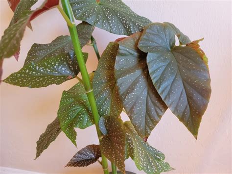 What Is A Leaf Node On A Begonia