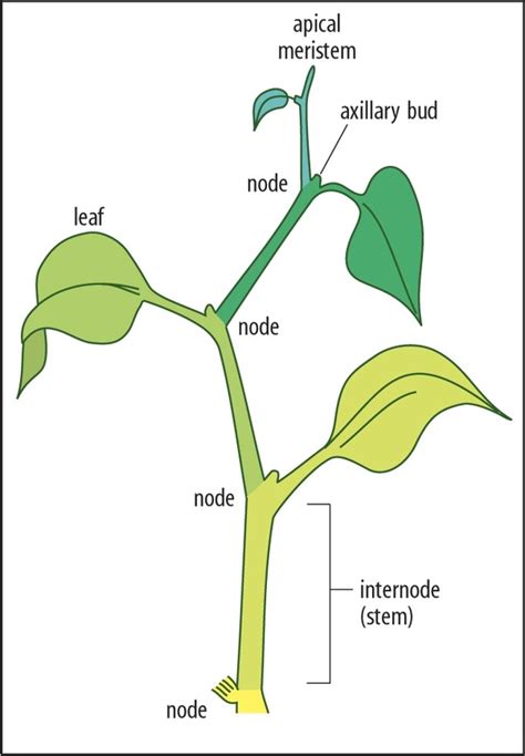 What Is A Leaf Node On Amazon