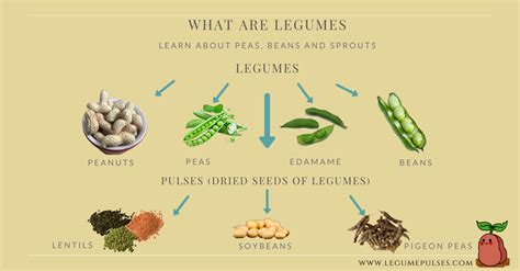 What Is A Legume Examples