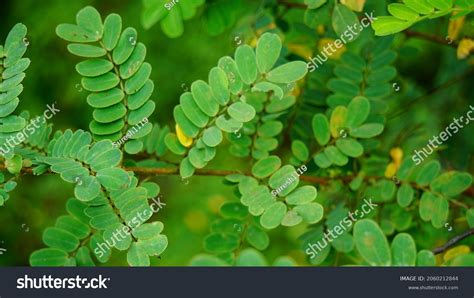 What Is A Leguminous Tree