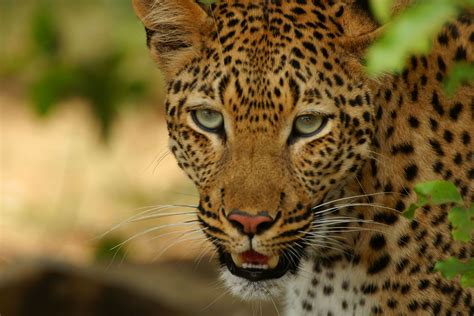 what is a leopards scientific name