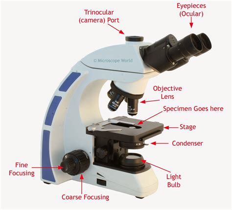 What Is A Light Microscope And How Does It Work