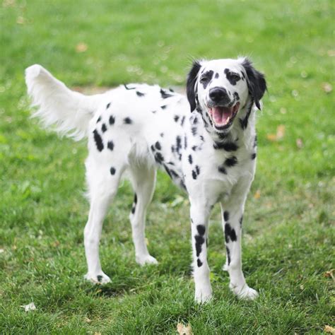 The What Is A Long Haired Dalmatian For Bridesmaids