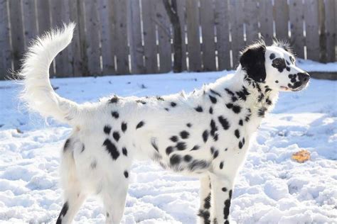  79 Ideas What Is A Long Haired Dalmatian Mixed With For Hair Ideas