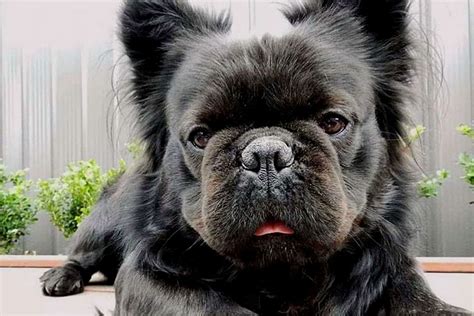 Stunning What Is A Long Haired French Bulldog Crossed With For New Style