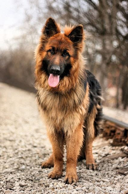 Fresh What Is A Long Haired German Shepherd Called With Simple Style