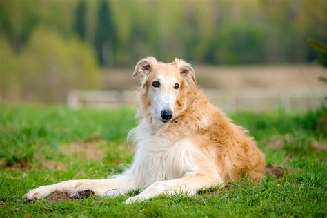 This What Is A Long Haired Greyhound Called For Bridesmaids