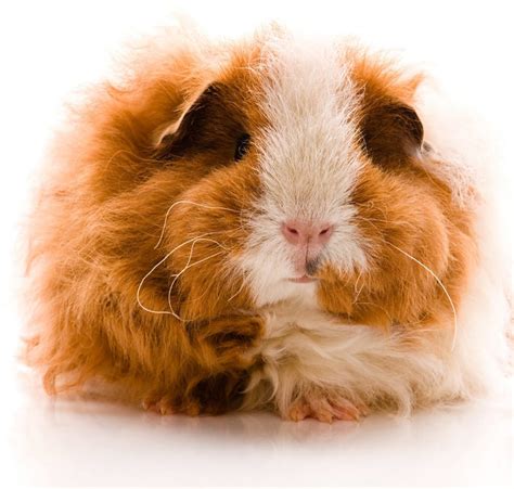 Fresh What Is A Long Haired Guinea Pig With Simple Style