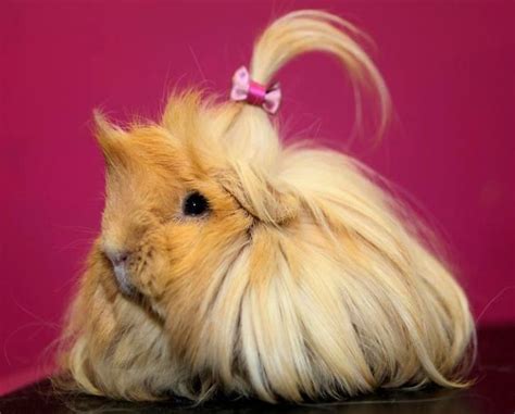 Free What Is A Long Haired Guinea Pig Called For Long Hair