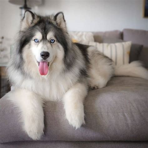  79 Ideas What Is A Long Haired Husky Called Hairstyles Inspiration