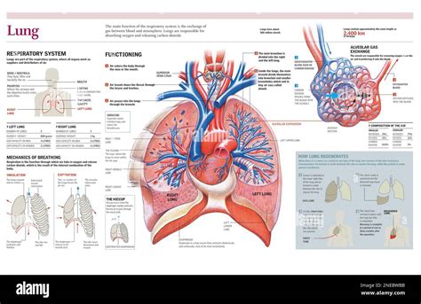 What Is A Lung Function