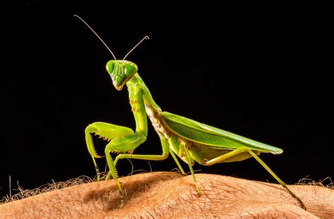 What Is A Mantis Insect