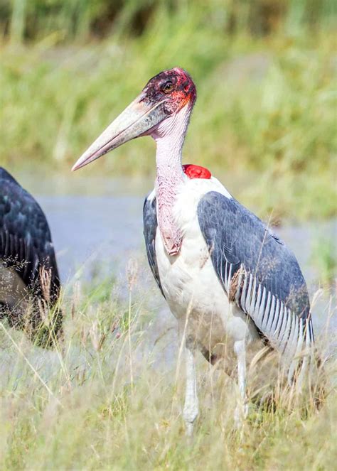 what is a marabou stork