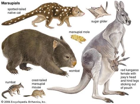 What Is A Marsupial Examples