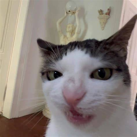 100 Dank Cat Memes Ever That Will Make You Rock n Roll