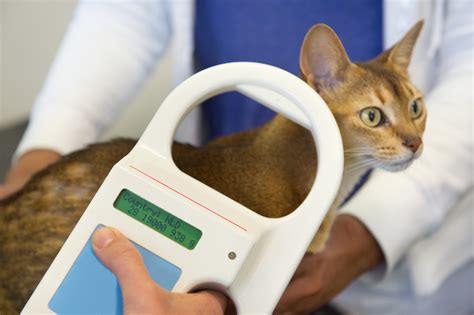 What Is A Microchip For A Cat