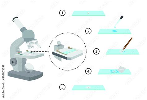 What Is A Microscope Slide Science