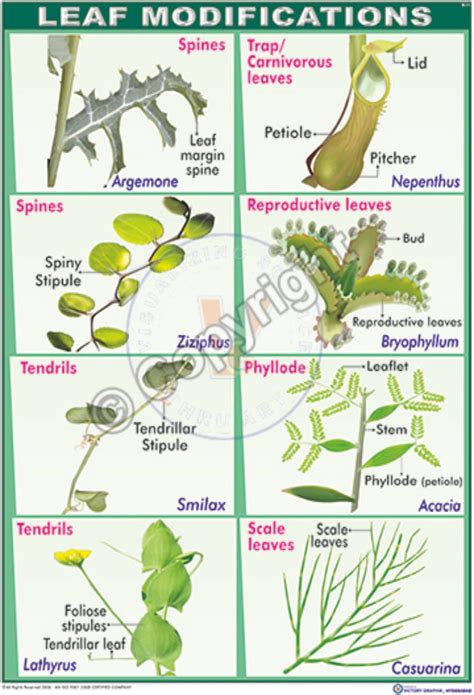What Is A Modified Leaf