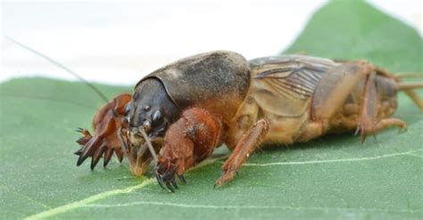 what is a mole cricket