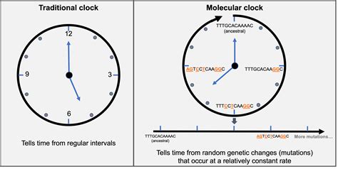 What Is A Molecular Clock Example