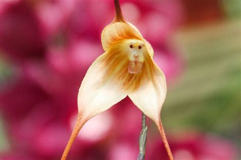 What Is A Monkey Flower