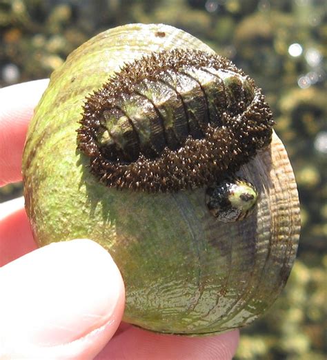what is a mossy chiton